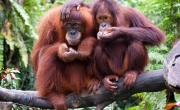 8 điều chưa biết về loài khỉ Indonesia