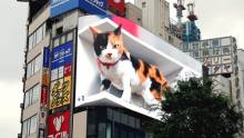 Mãn nhãn với màn hình quảng 3D mèo khổng lồ tại Nhật Bản